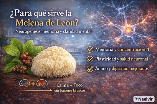 Melena de León: evidencia científica para memoria, foco y neurogénesis