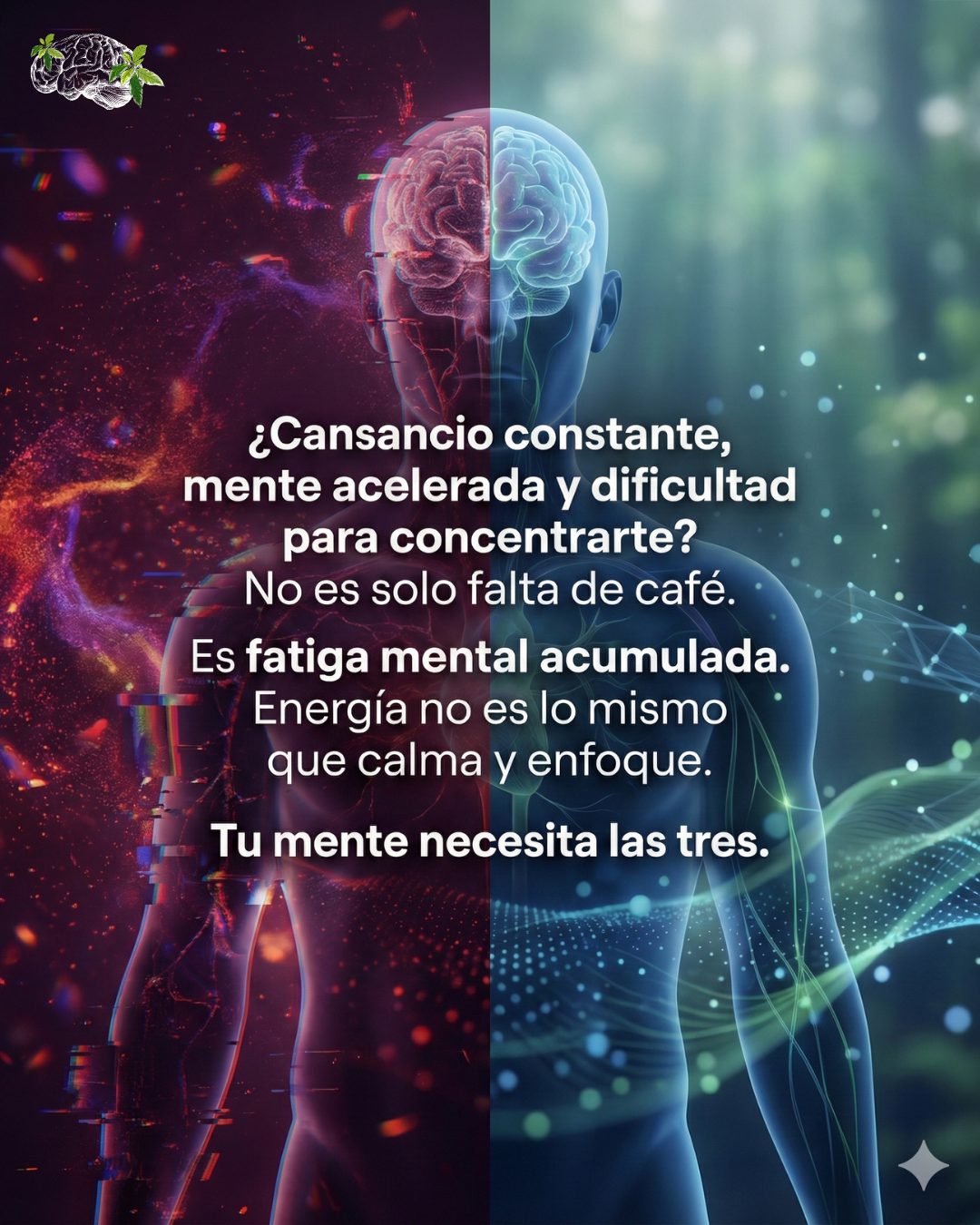 L-Teanina + Extracto de Guaraná 4:1 | Enfoque y Energía